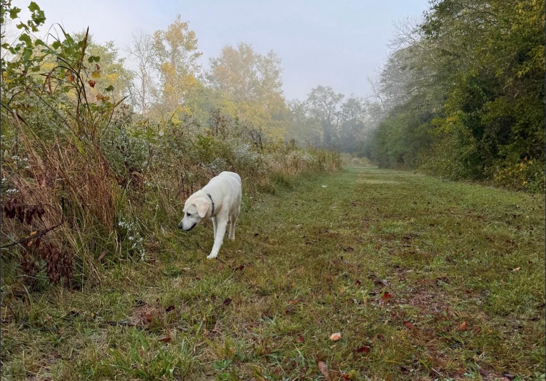 A yellow lab walking along a foggy grass trail on an autumn morning
