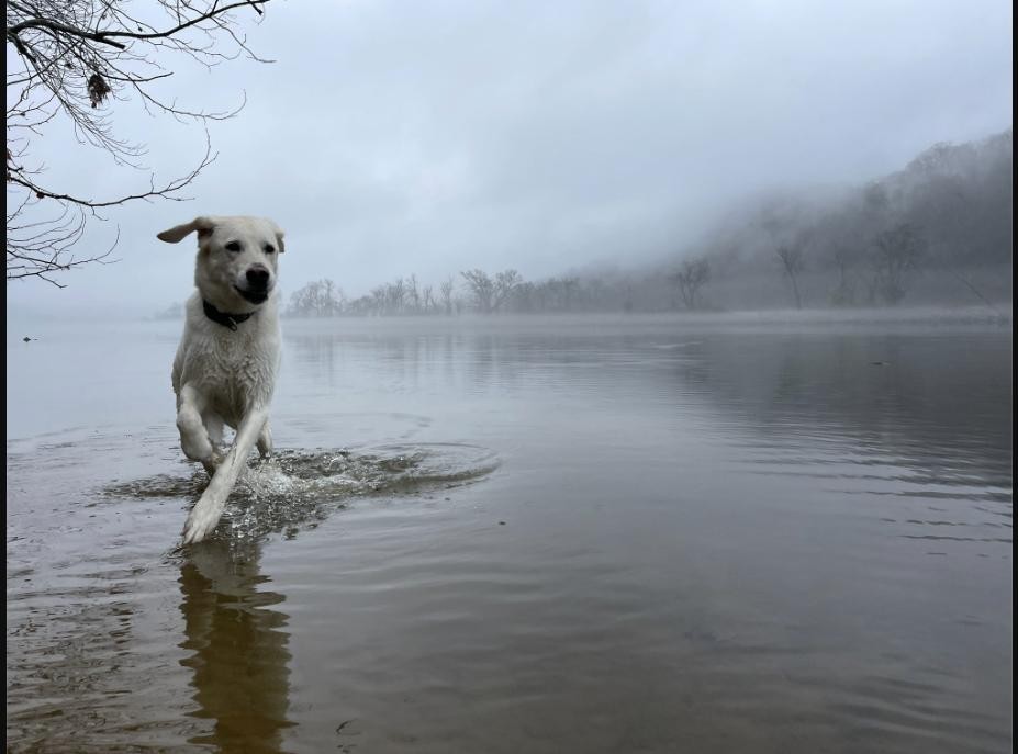 A white dog wading into a foggy river at dawn